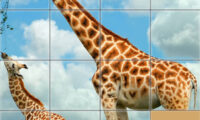 Animals Slide Puzzle